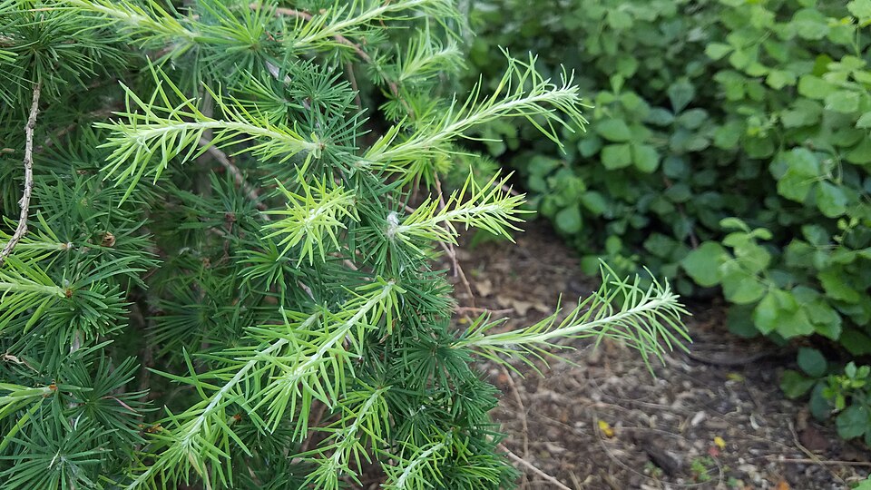 Larix decidua 'Pendula' (Weeping European Larch) (alternate view 2)