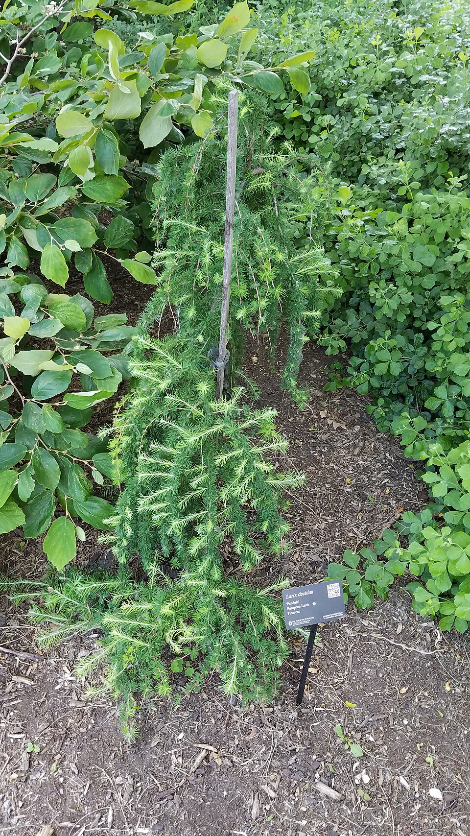 Larix decidua 'Pendula' (Weeping European Larch) (alternate view 3)