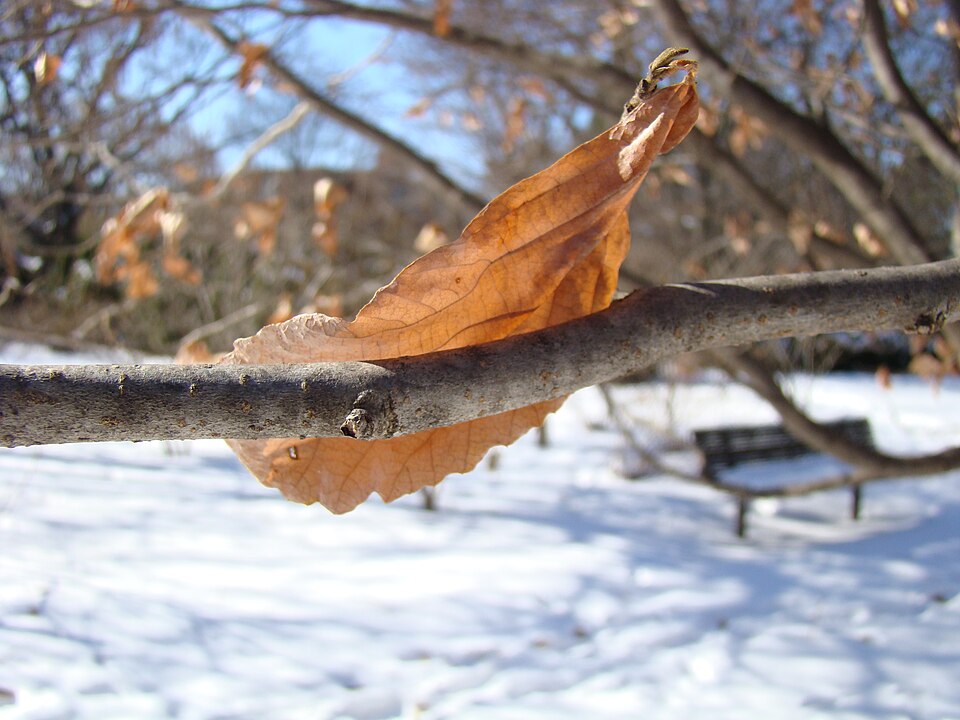 Parrotia persica (Persian parrotia, ironwood) (alternate view 14)
