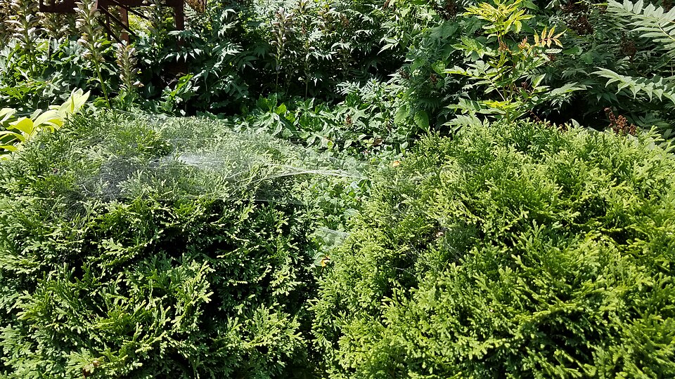 Thuja occidentalis 'Hetz Midget' (Hetz Midget Arborvitae) (alternate view 4)