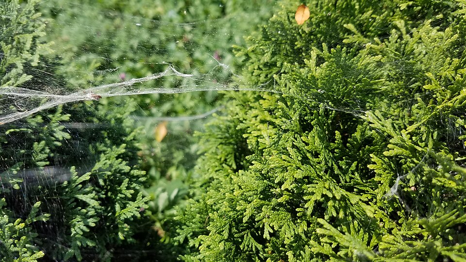 Thuja occidentalis 'Hetz Midget' (Hetz Midget Arborvitae) (alternate view 5)