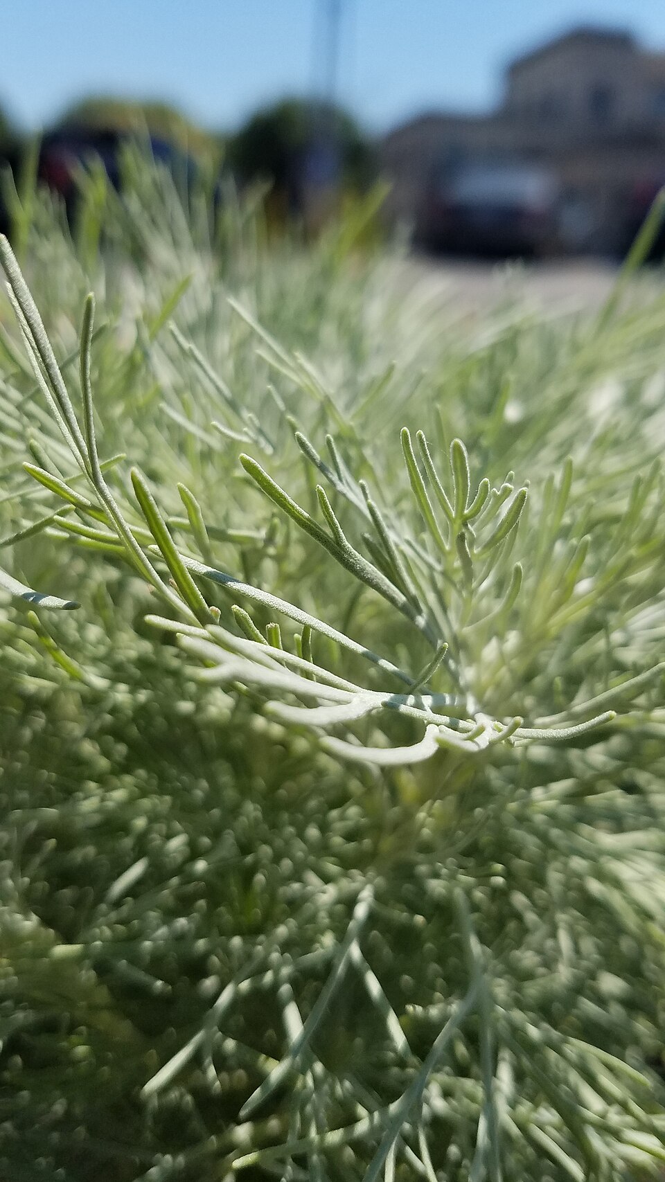 Artemisia mauiensis 'Makana Silver'