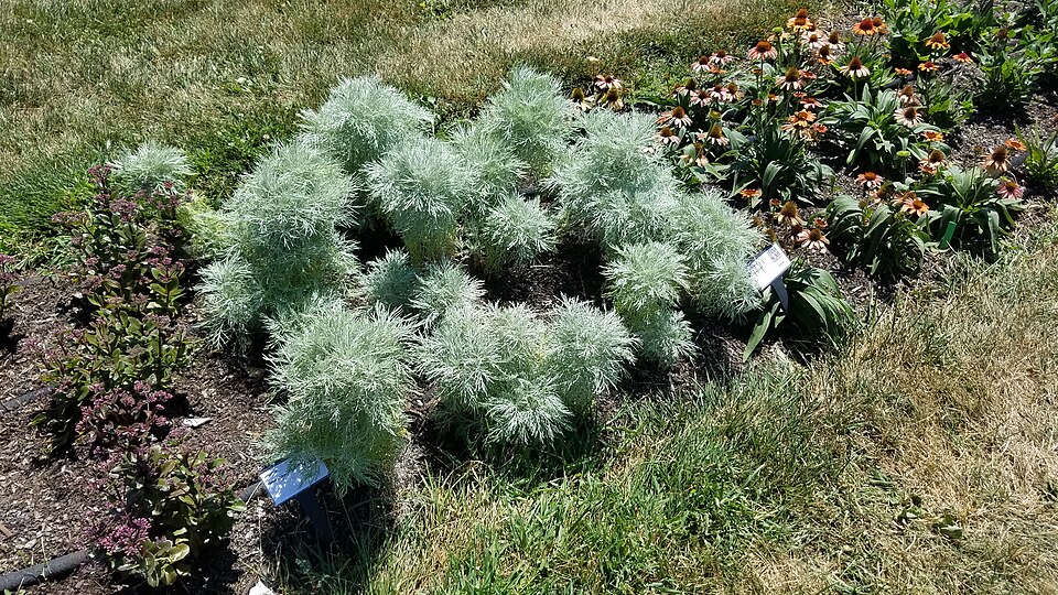 Artemisia mauiensis 'Makana Silver' (alternate view 2)