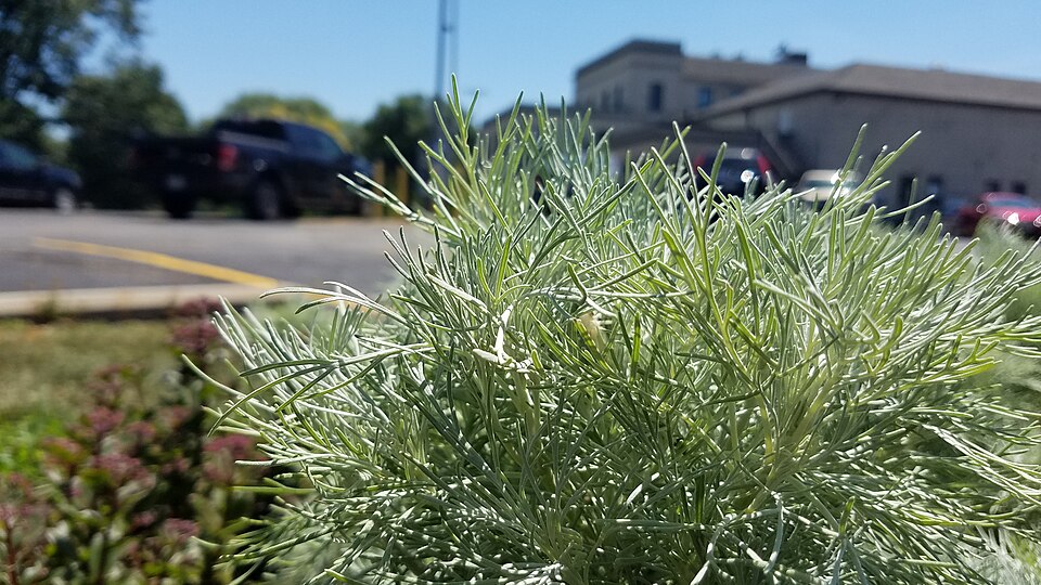 Artemisia mauiensis 'Makana Silver' (alternate view 3)