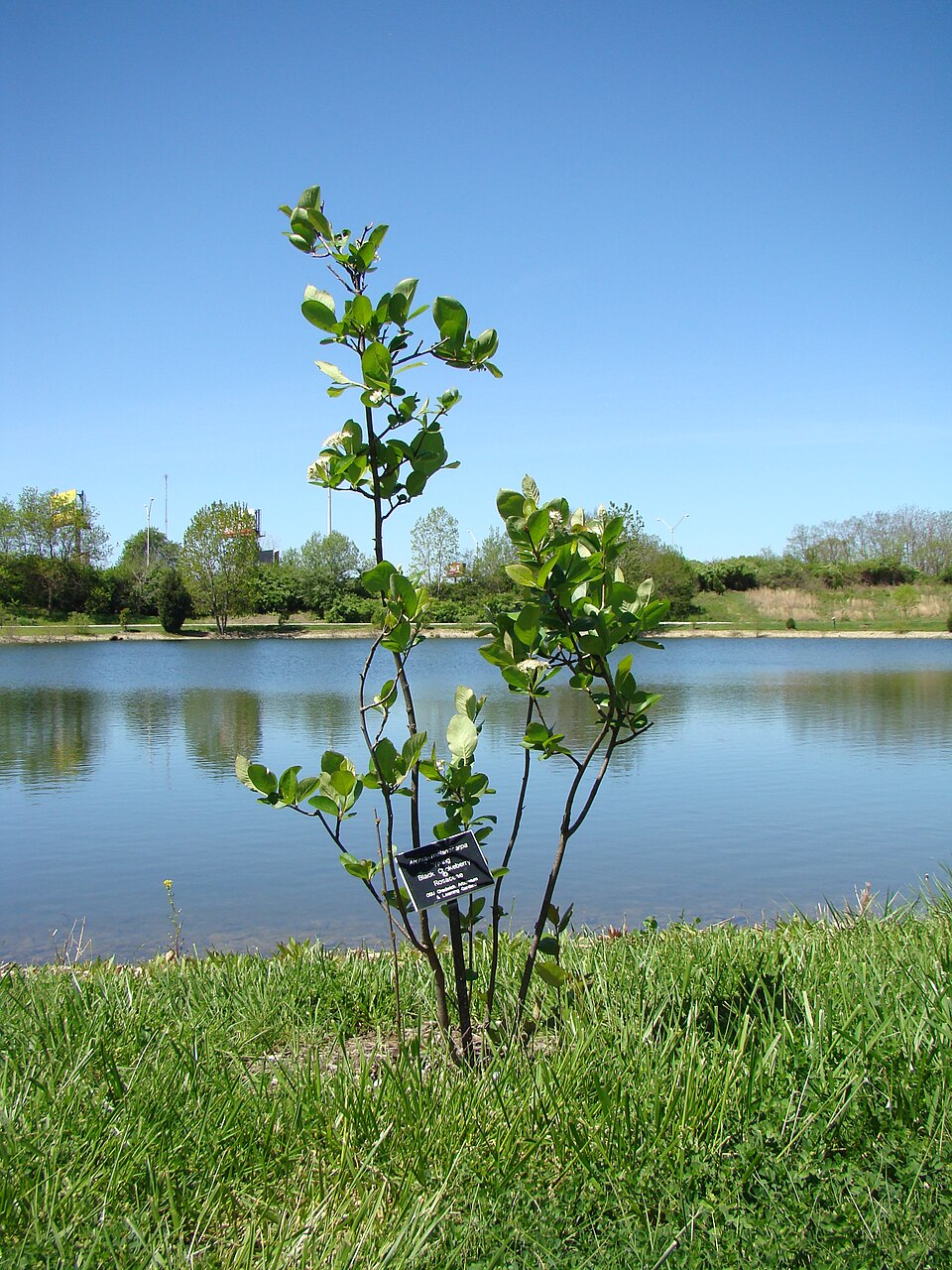 Aronia melanocarpa 'Viking' (Viking Aronia Chokeberry)