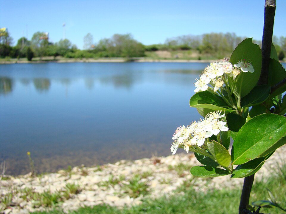 Aronia melanocarpa 'Viking' (Viking Aronia Chokeberry) (alternate view 2)