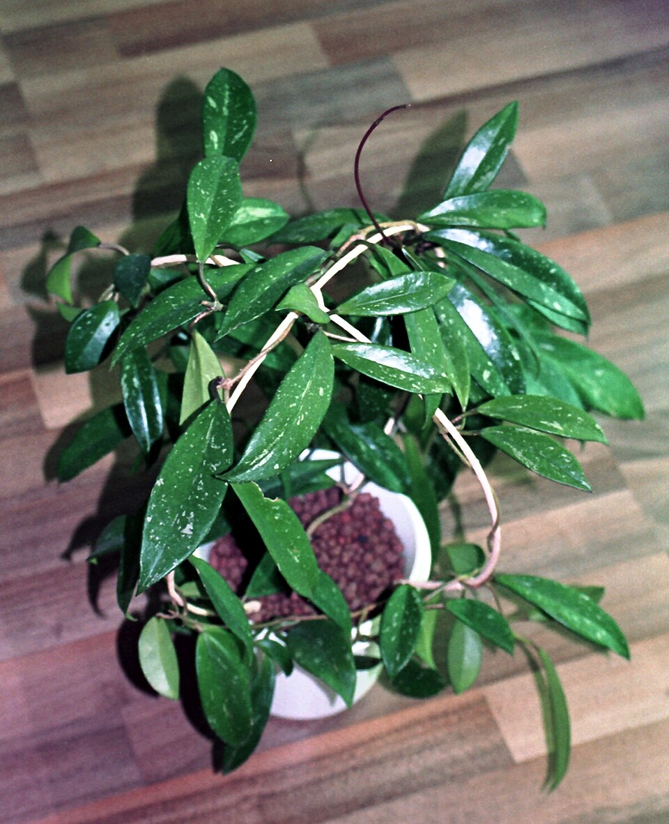 Hoya pubicalyx (Wax Plant) (alternate view 7)