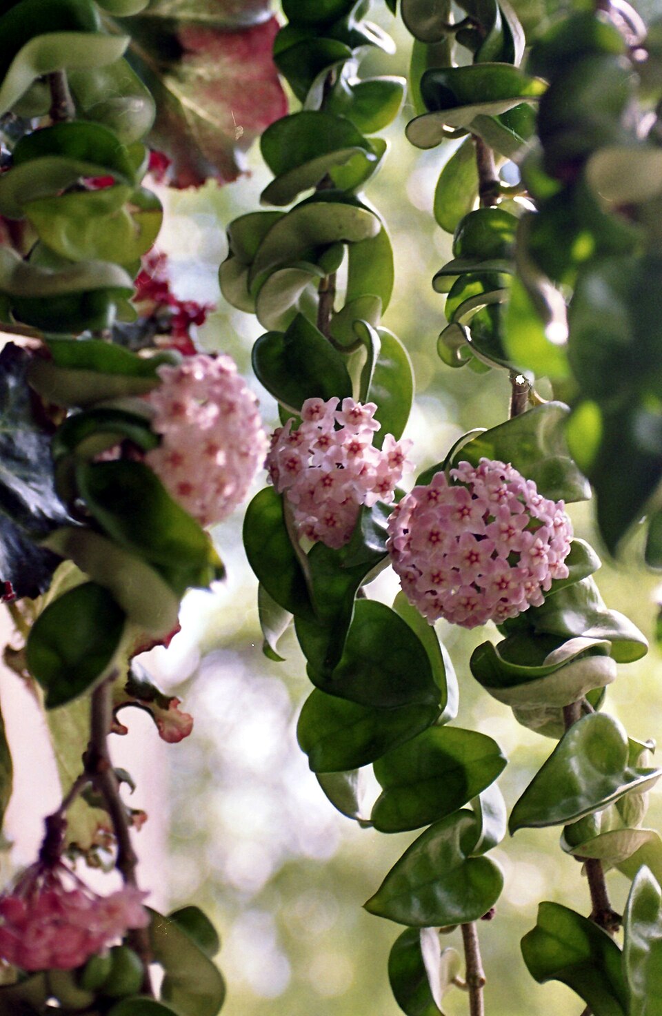 Hoya carnosa 'Compacta' (Hindu Rope Plant) (alternate view 3)