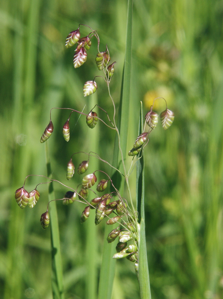 Briza media (Quaking-grass)