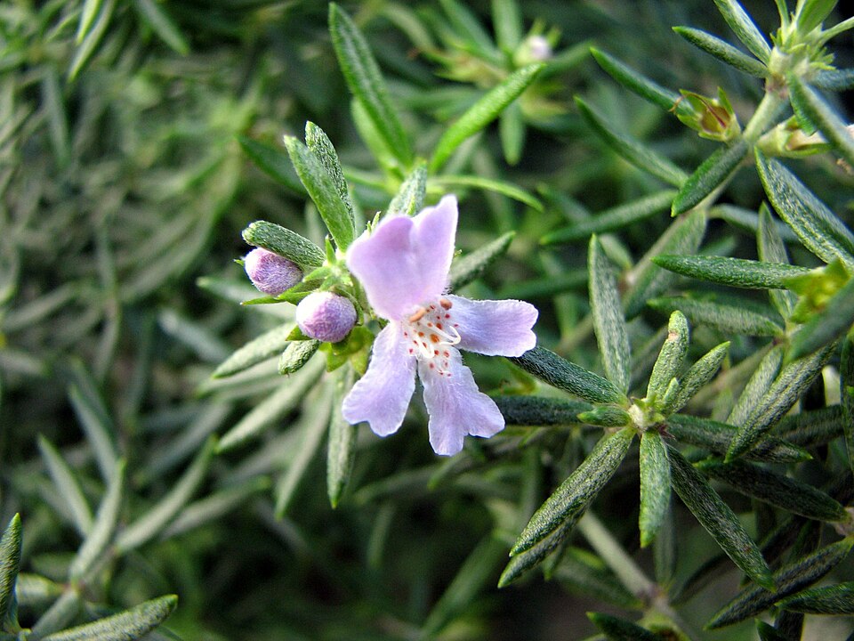 Westringia eremicola (slender westringia) (alternate view 6)