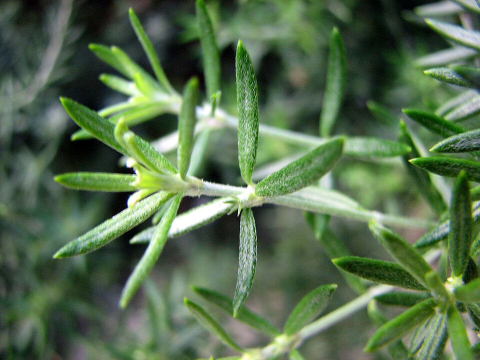 Westringia eremicola (slender westringia) (alternate view 7)