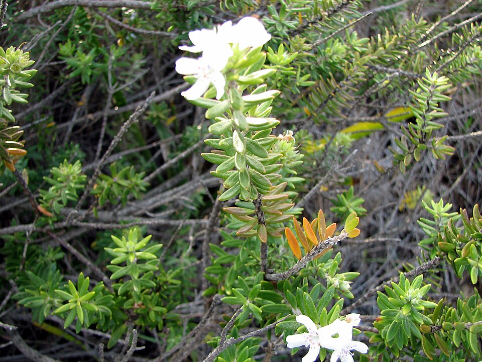Westringia fruticosa (Coastal Rosemary) (alternate view 8)