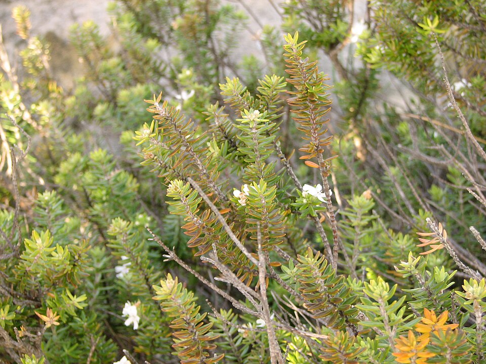 Westringia fruticosa (Coastal Rosemary) (alternate view 9)