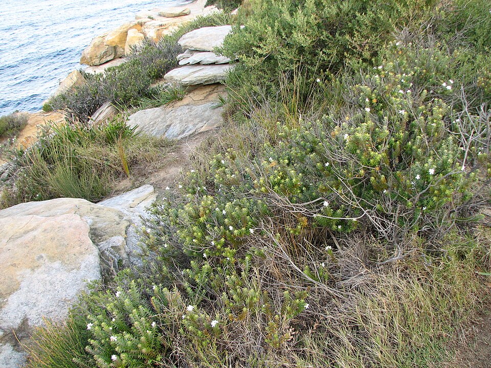Westringia fruticosa (Coastal Rosemary) (alternate view 10)