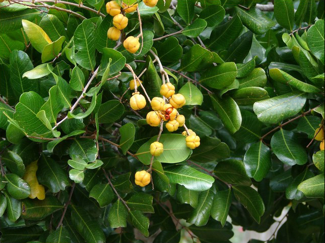 Cupaniopsis anacardioides (Tuckeroo) (alternate view 2)