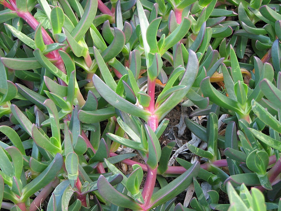 Carpobrotus glaucescens (Angular Sea-fig) (alternate view 7)