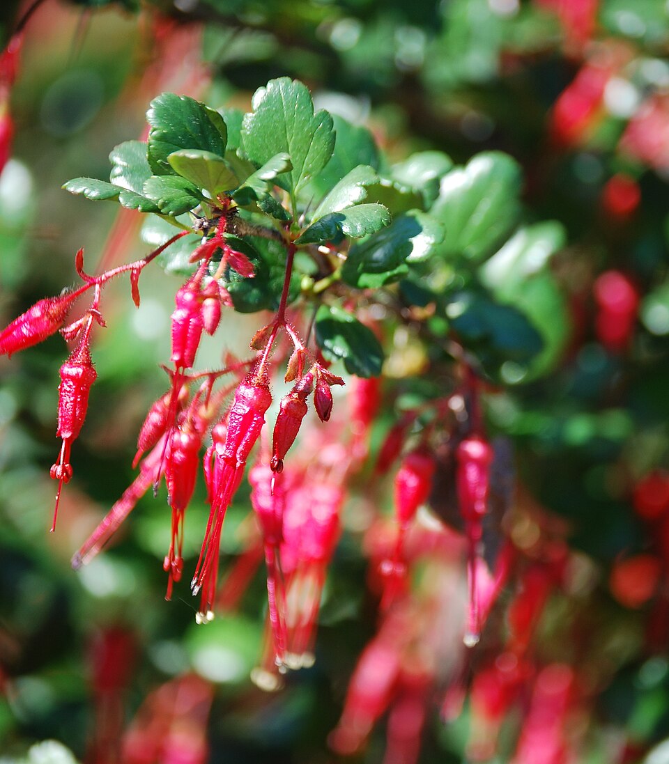 Ribes speciosum (Fuchsiaflower Gooseberry) (alternate view 5)