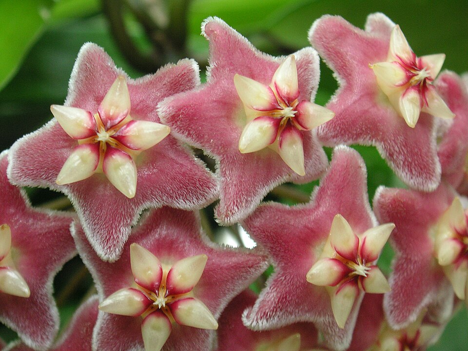 Hoya pubicalyx (Wax Plant) (alternate view 8)