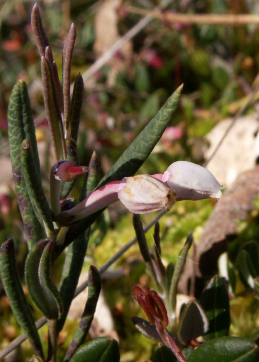 Andromeda polifolia (Bog Rosemary) (alternate view 11)