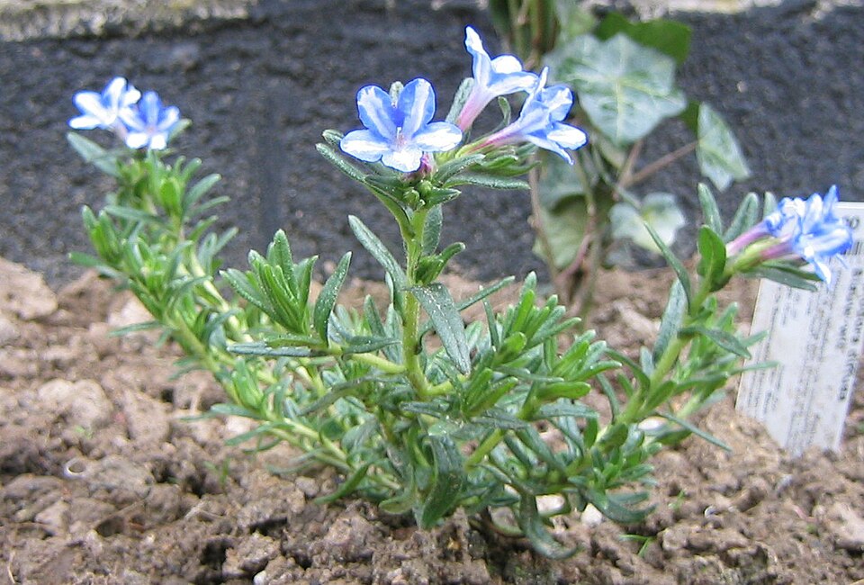 Glandora diffusa (lithodora) (alternate view 9)