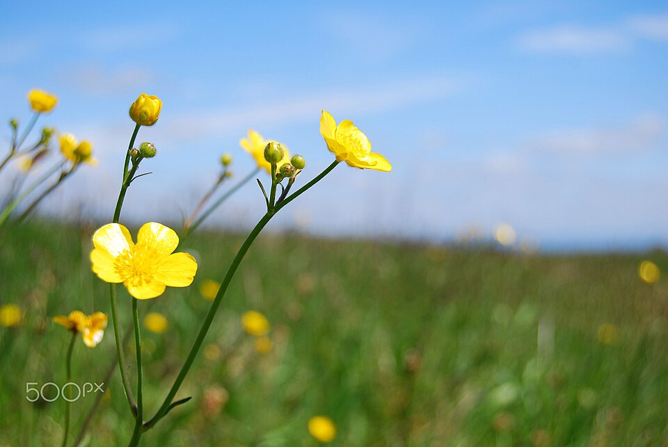 Ranunculus (buttercups) (alternate view 5)