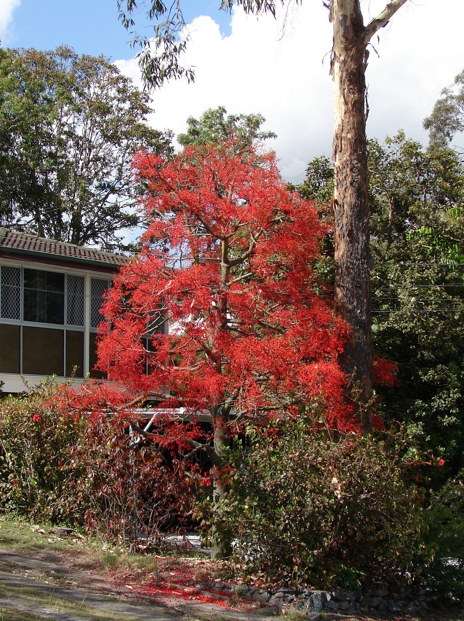 Brachychiton acerifolius (flame tree) (alternate view 7)