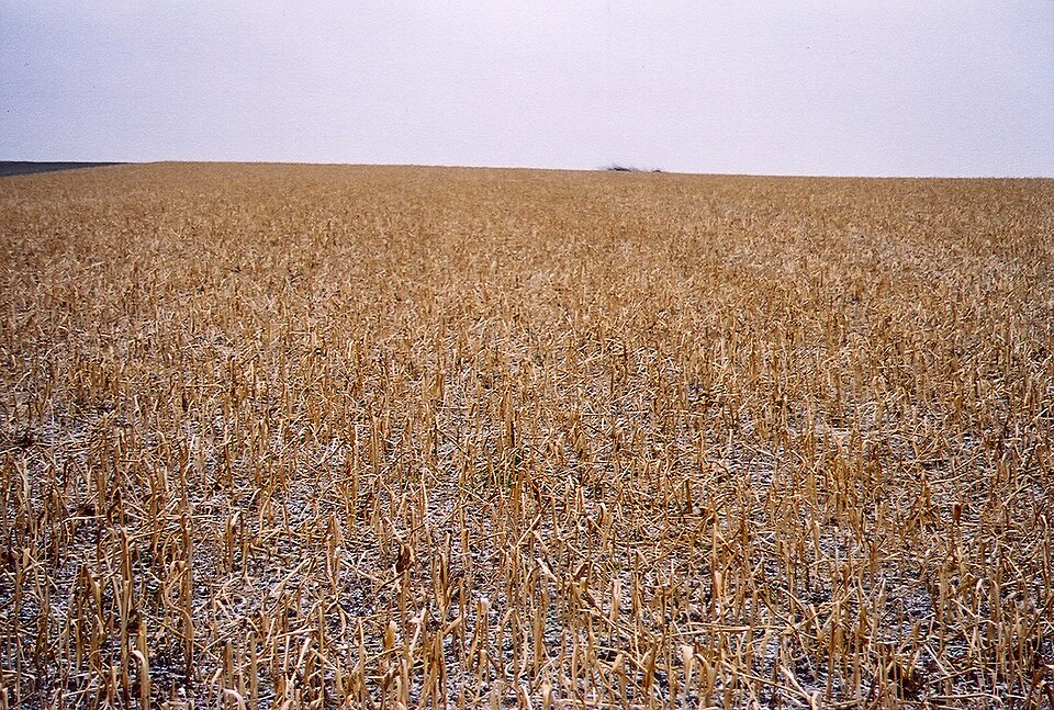 Sinapis alba (White Mustard)