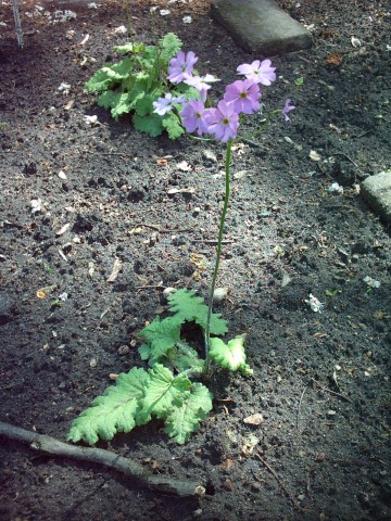 Primula sieboldii (sakura) (alternate view 6)