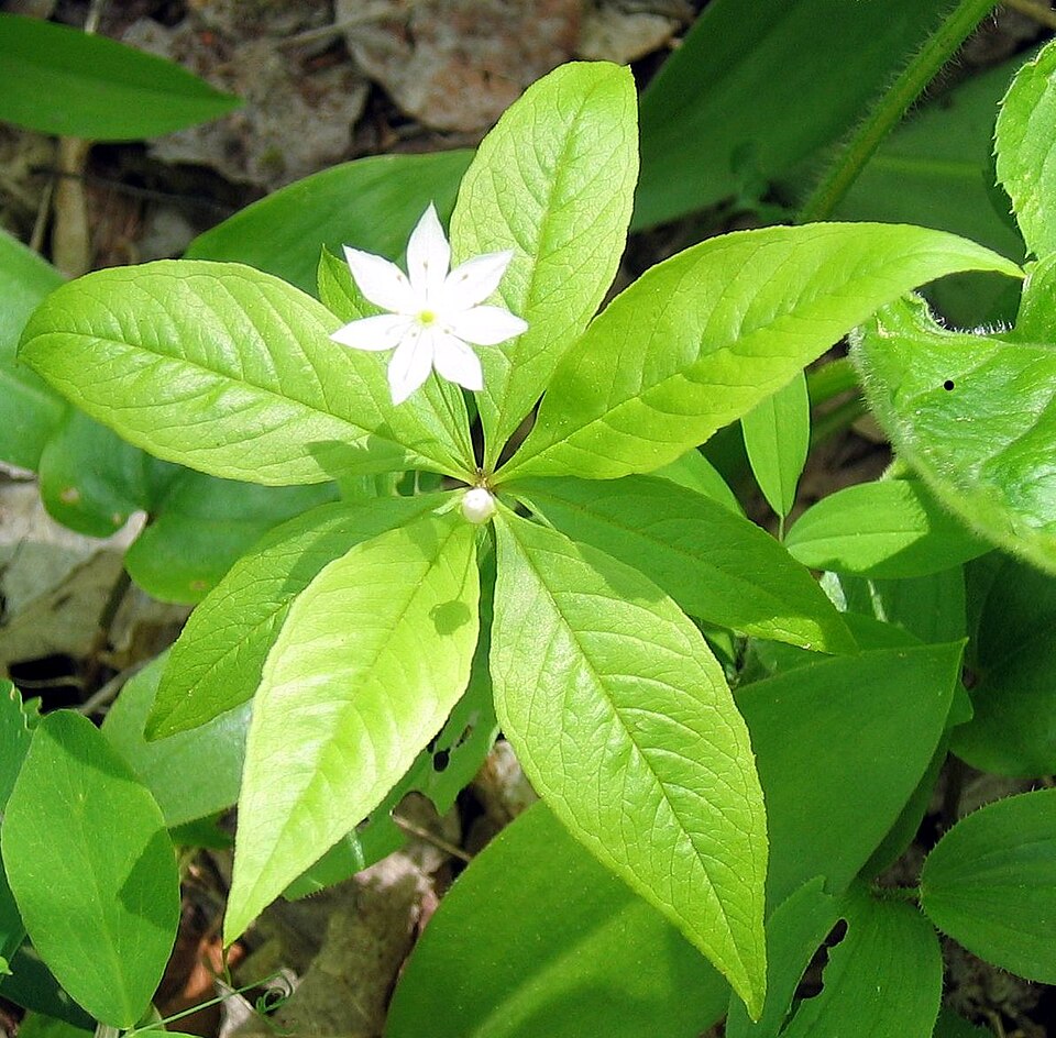 Lysimachia borealis (northern starflower)