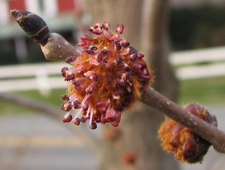 Ulmus rubra (slippery elm) (alternate view 4)