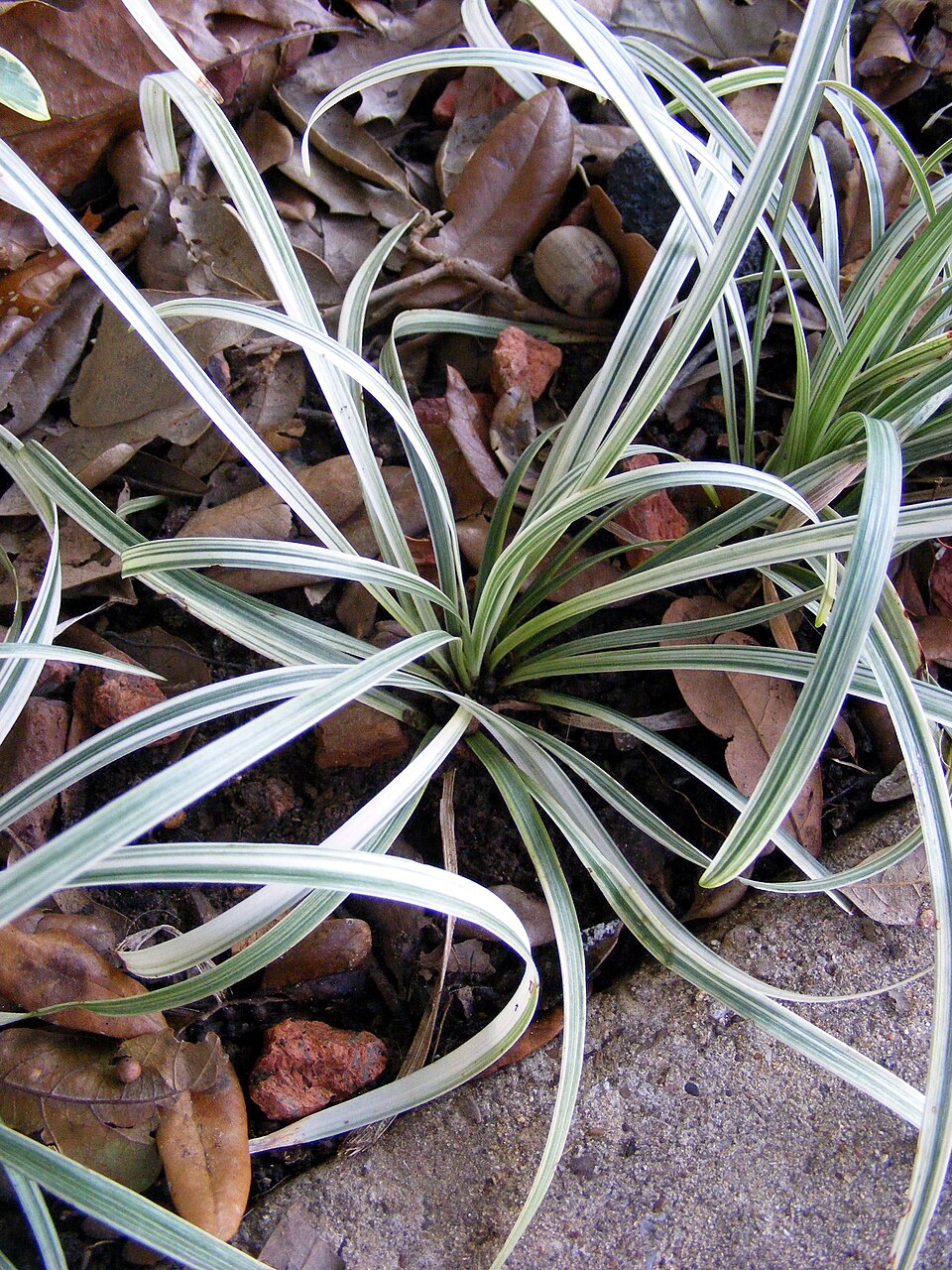 Ophiopogon japonicus (Mondo Grass) (alternate view 5)
