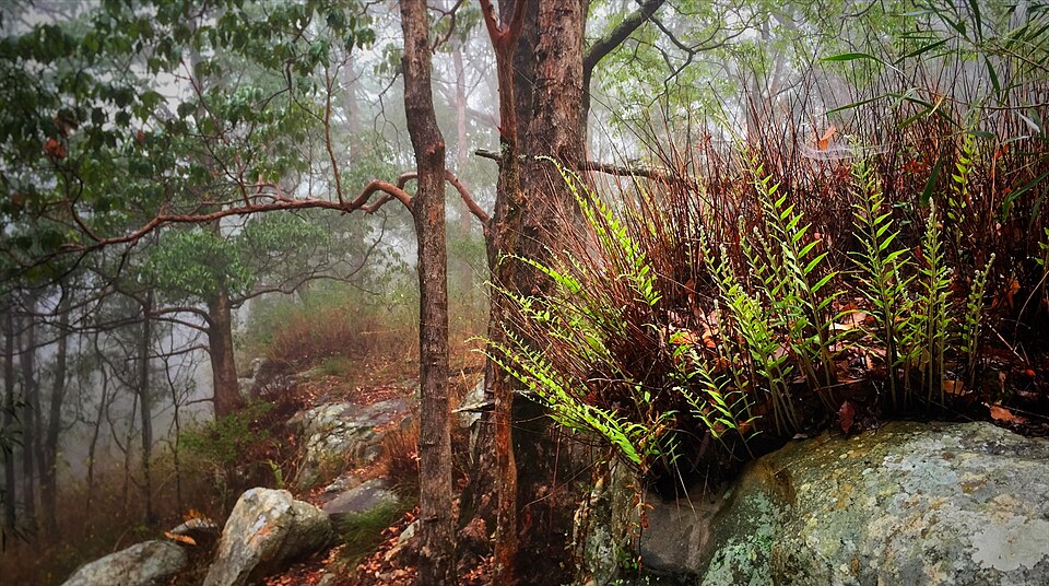 Drynaria rigidula (basket fern) (alternate view 10)