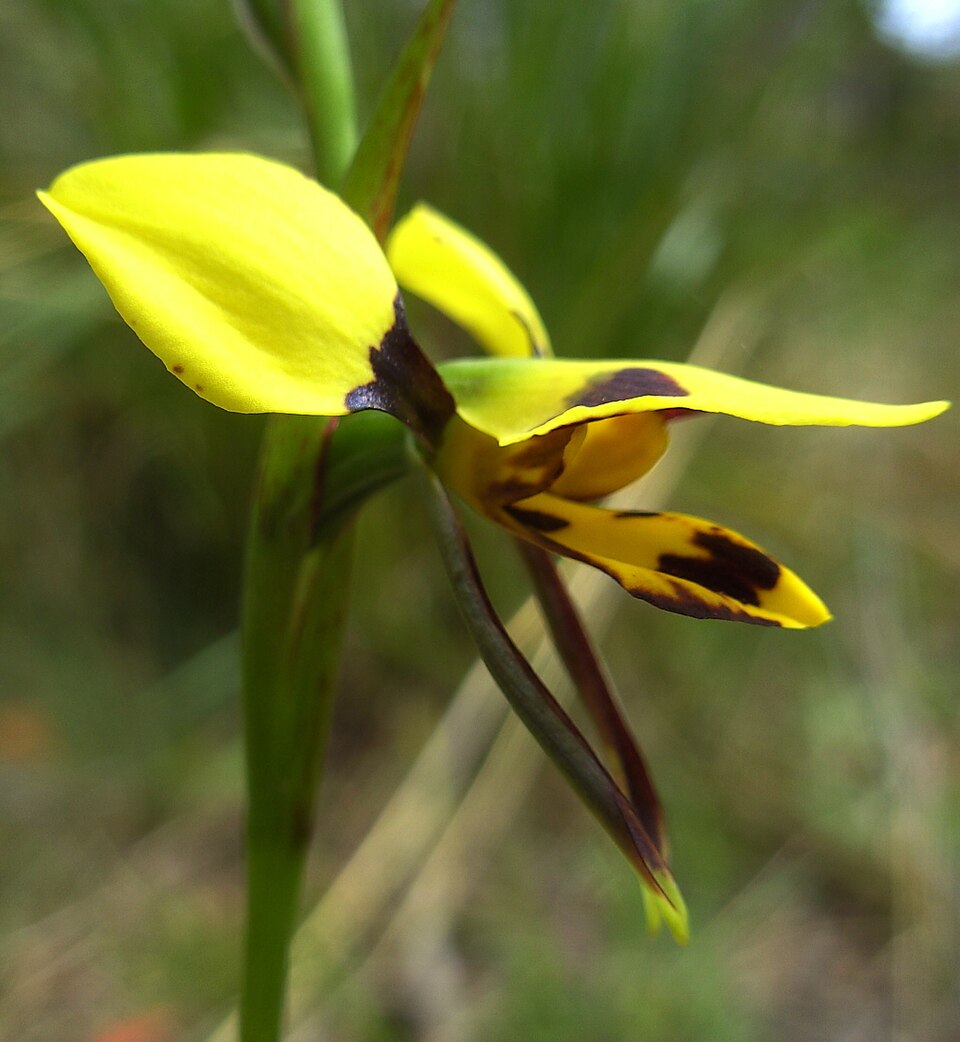 Diuris sulphurea (Tiger Orchid)