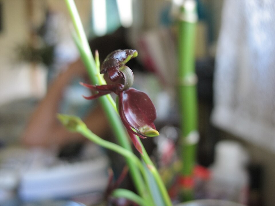 Caleana major (Large Flying Duck Orchid)
