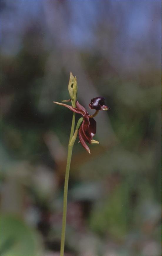 Caleana major (Large Flying Duck Orchid) (alternate view 2)