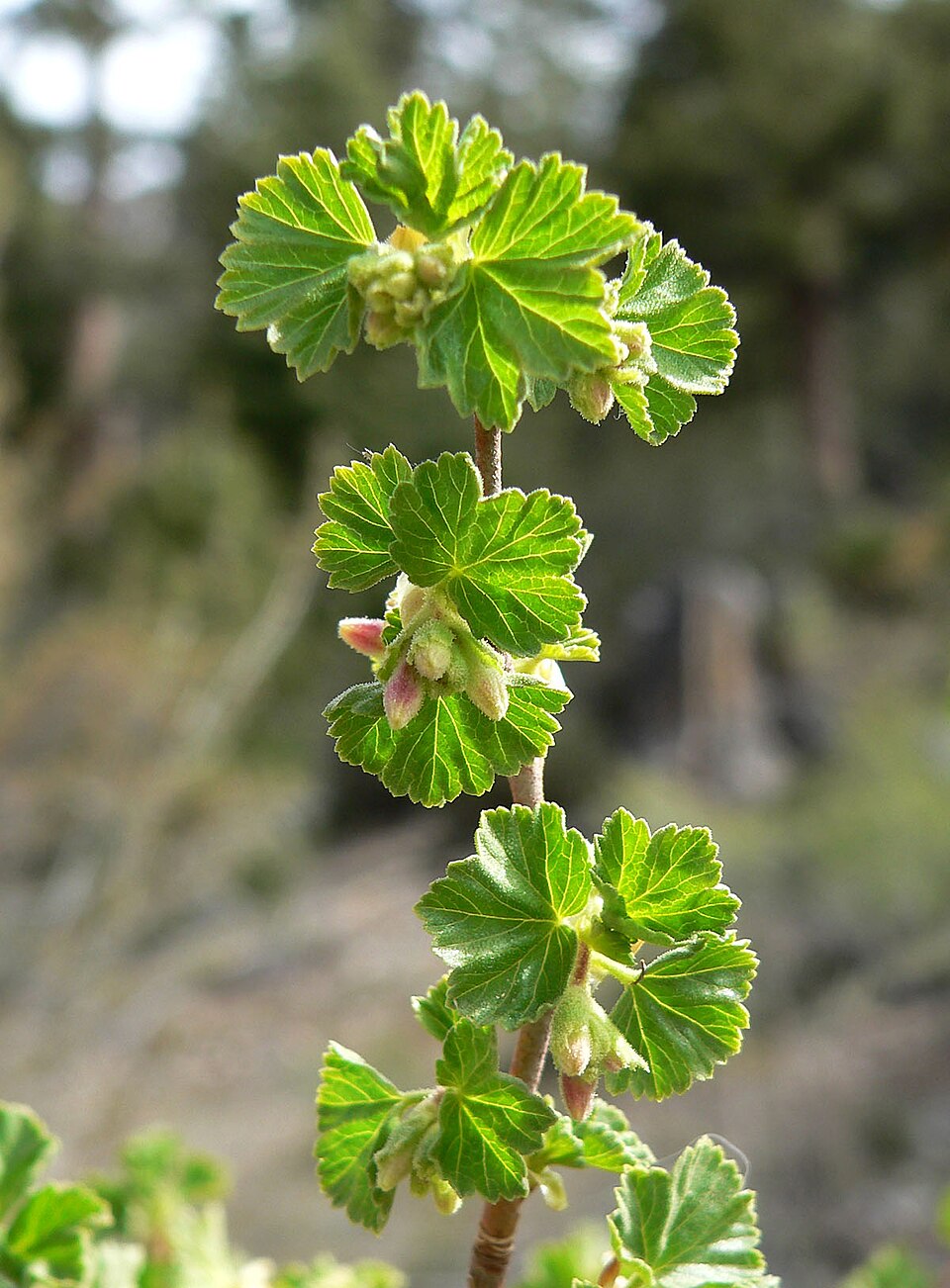 Ribes cereum (wax currant) (alternate view 5)