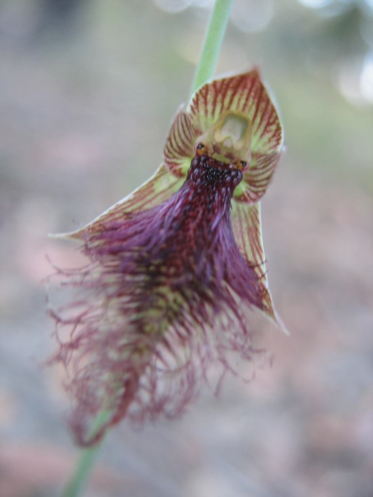 Calochilus robertsonii (Purple Beard Orchid)
