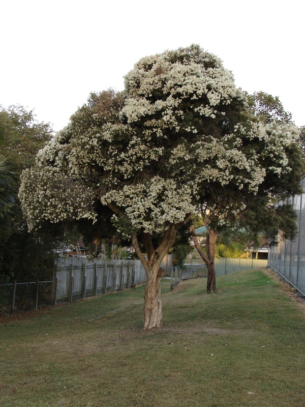 Melaleuca linariifolia (Snow-in-Summer) (alternate view 5)