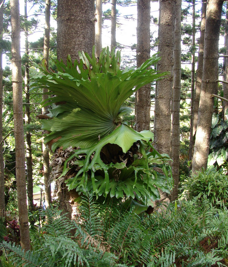 Platycerium superbum (Stag Horn Fern) (alternate view 7)