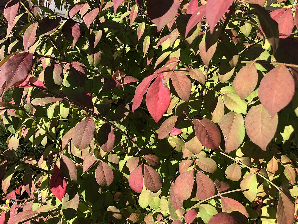 Euonymus alatus 'Compactus' (dwarf winged euonymus) (alternate view 5)