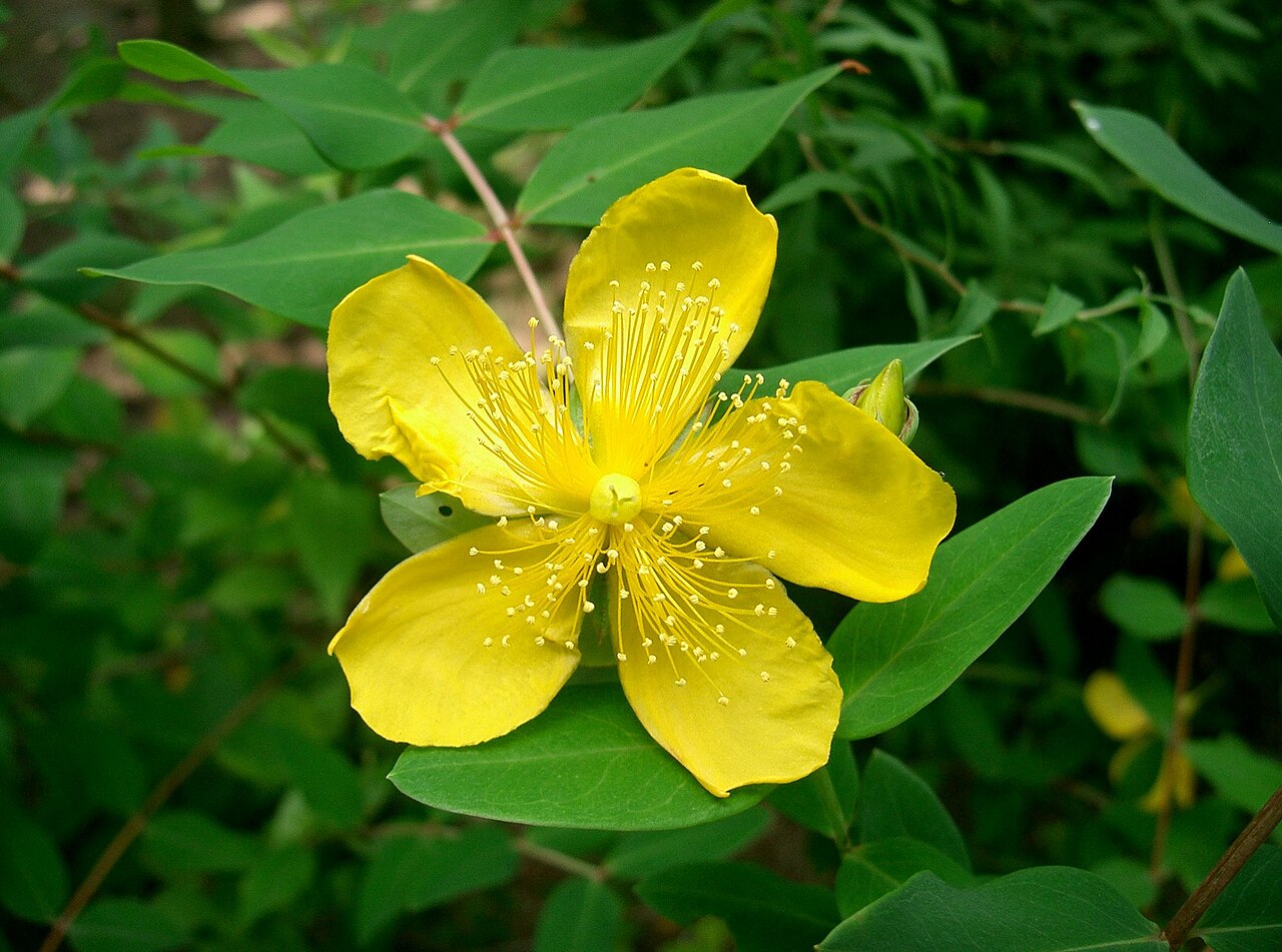 Hypericum monogynum, Chinese St John's wort — mounding semi-evergreen (Hypericaceae) (image 2 of 10)