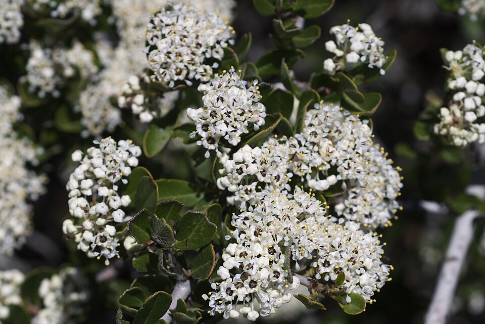 Ceanothus cuneatus (Buckbrush) (alternate view 7)
