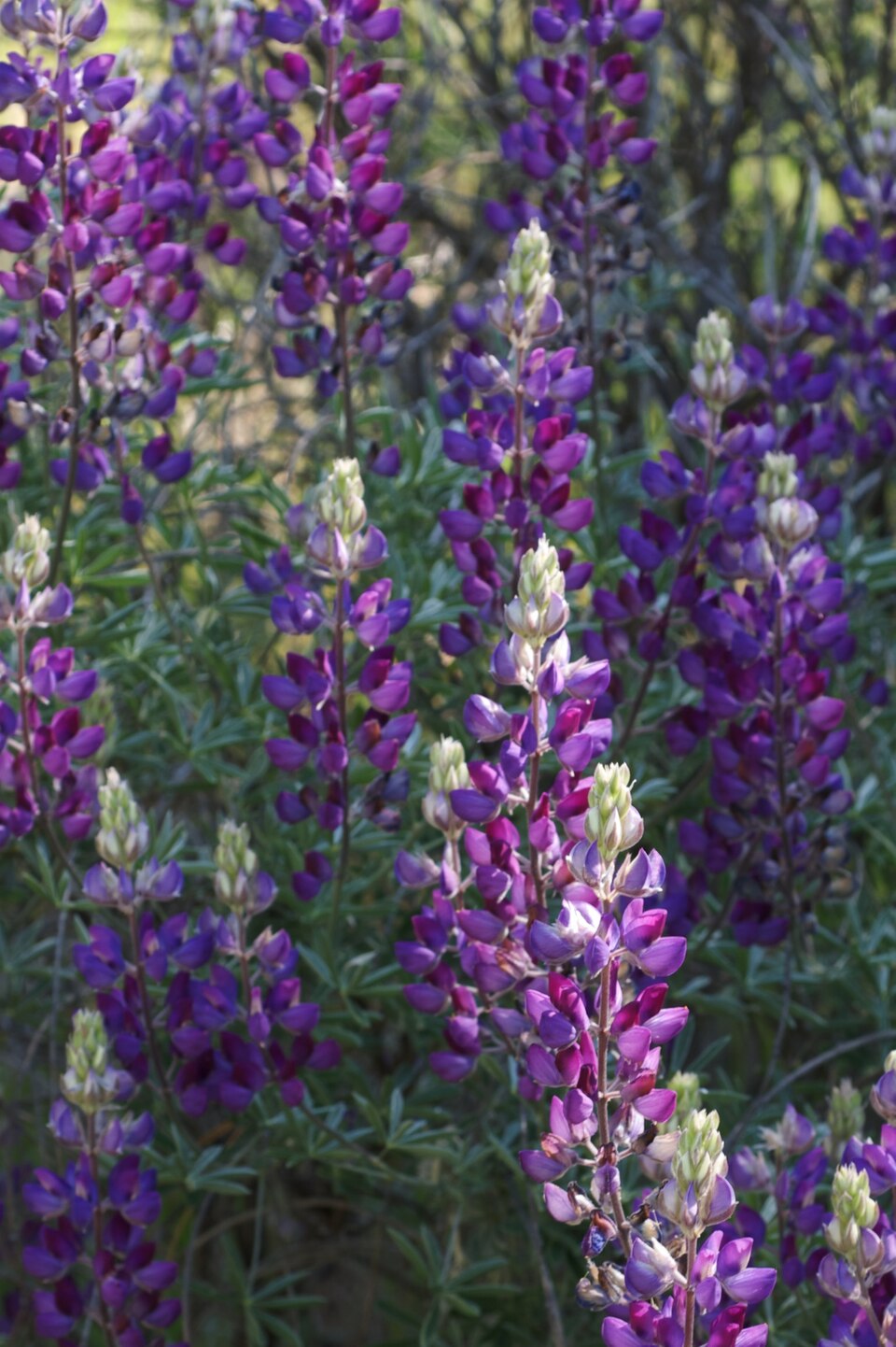 Lupinus albifrons (Silver Bush Lupine) (alternate view 9)