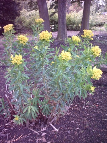Euphorbia palustris (alternate view 9)
