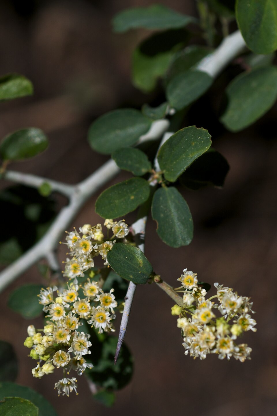 Ceanothus cordulatus (mountain whitethorn) (alternate view 6)