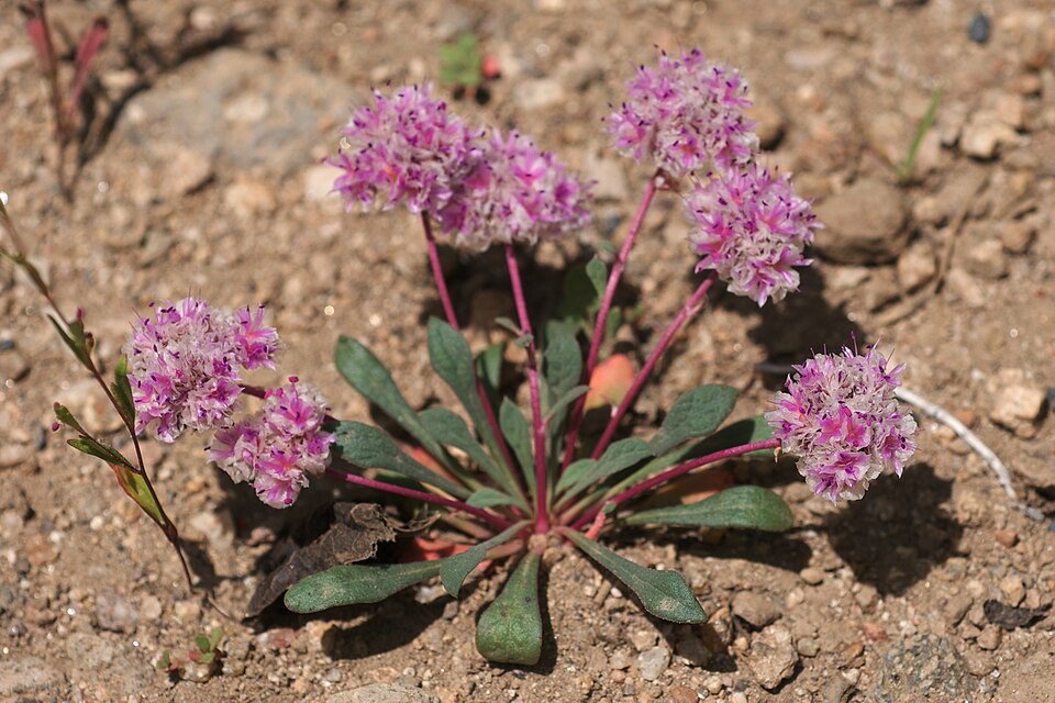 Calyptridium monospermum (One-seeded Pussypaws) (alternate view 5)