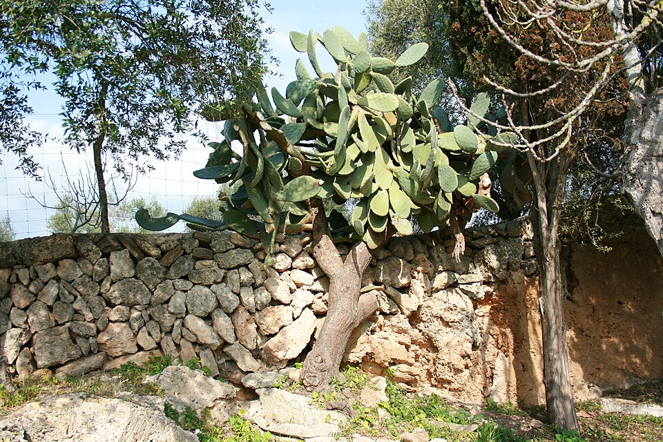 Opuntia ficus-indica (Prickly Pear Cactus) (alternate view 6)