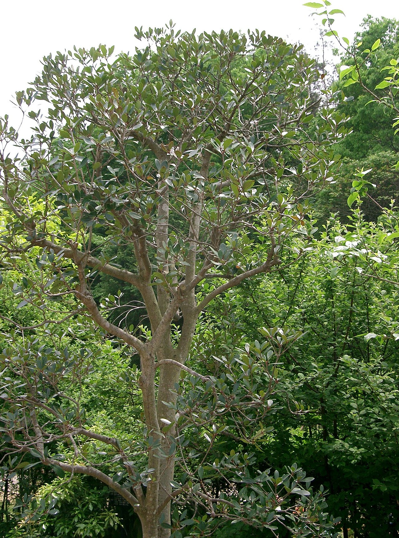 Ternstroemia gymnanthera, Japanese cleyera — upright evergreen (Pentaphylacaceae) (image 1 of 10)