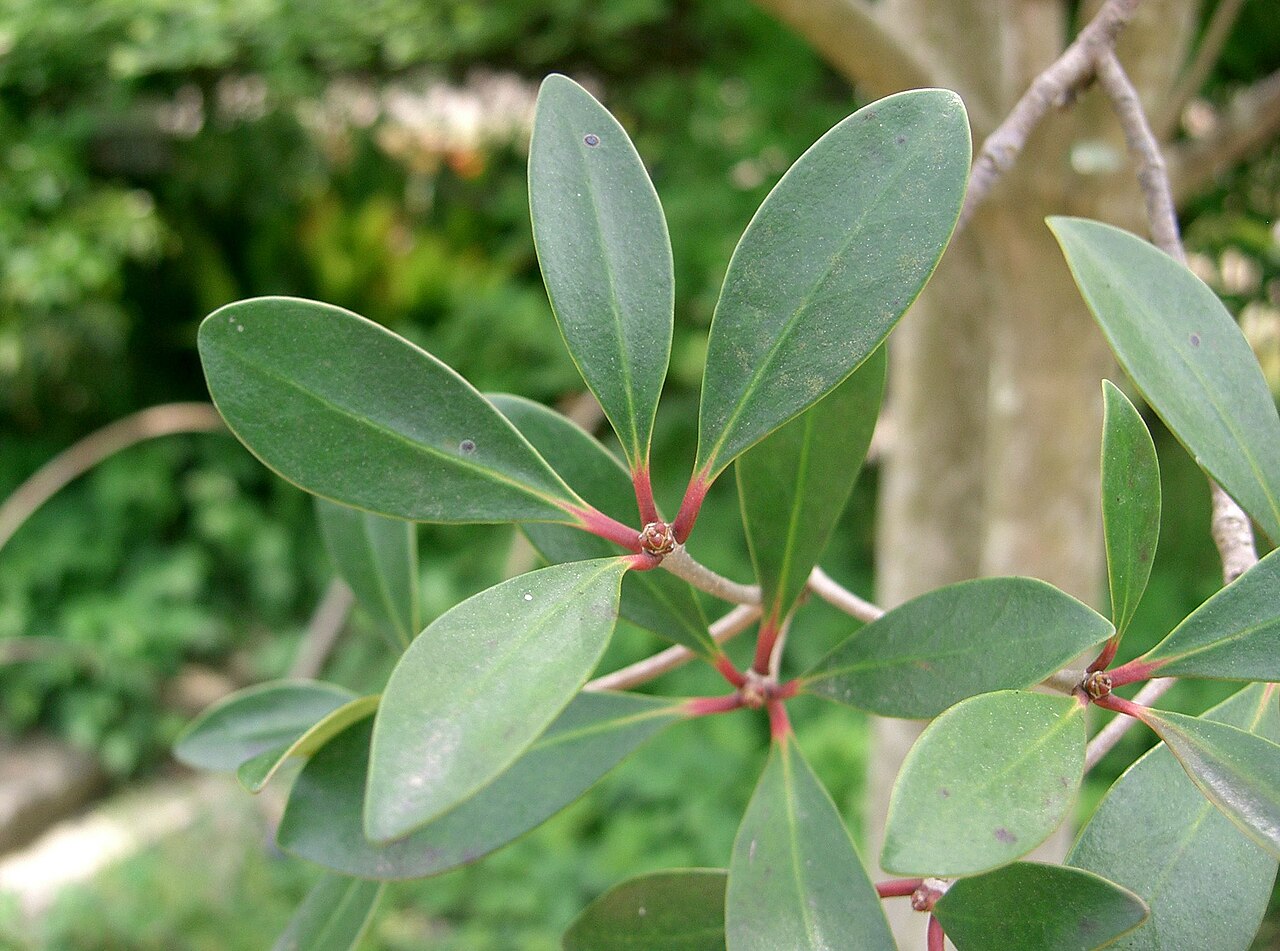 Ternstroemia gymnanthera, Japanese cleyera — upright evergreen (Pentaphylacaceae) (image 2 of 10)