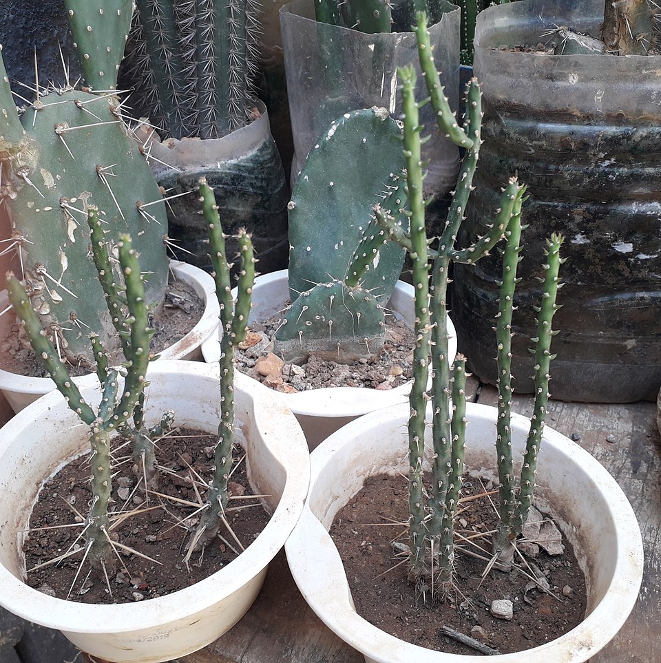 Cylindropuntia (chollas)